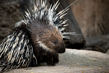 Closeup amazing short - legged, long stiff prickkes Porcupine isotlated on nature background.