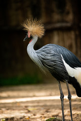 Closeup gorgeous bright crest Crowned Crane standing on the rock with sunny day isotlated nature background.