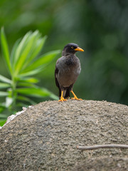 The Javan Myna (Acridotheres javanicus),
