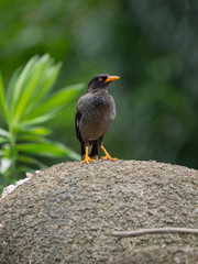 The Javan Myna (Acridotheres javanicus),