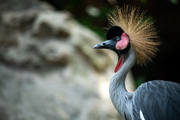 Closeup marvelous head of beautiful bright crest black Crowned Crane isolated on blur background.