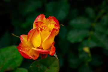 Fragrant Rose in Full Blossom