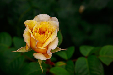 Fragrant Rose in Full Blossom