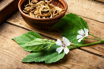 Medicinal plant althaea