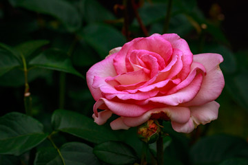 Fragrant Rose in Full Blossom