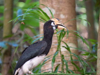 Oriental Indo Malayan Pied Hornbill