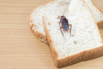 Close up of cockroach on a Whole wheat bread