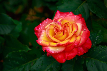 Fragrant Rose in Full Blossom