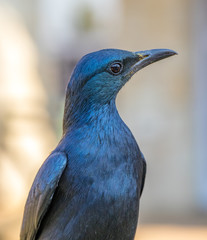 Portrait of a red-winged starling image in portrait format and up close with detail