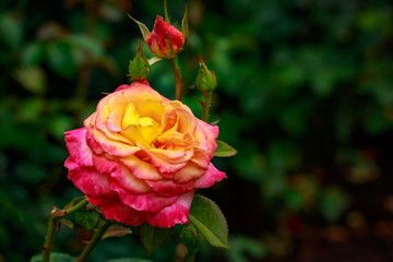 Fragrant Rose in Full Blossom