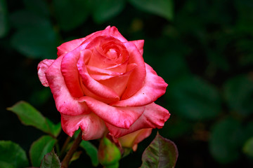 Fragrant Rose in Full Blossom