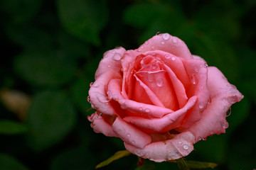 Fragrant Rose in Full Blossom