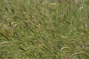 Campo de trigo verde