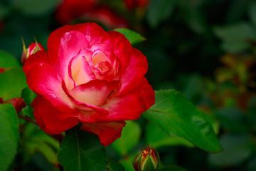 Fragrant Rose in Full Blossom