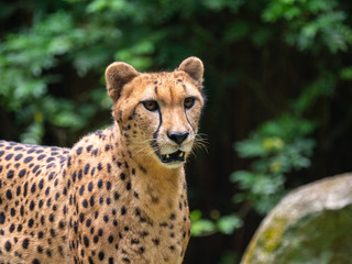 Cheetahs in a captive environment