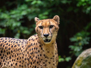 Cheetahs in a captive environment