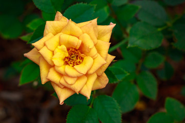 Fragrant Rose in Full Blossom