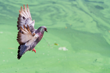dove flying against the background of green water