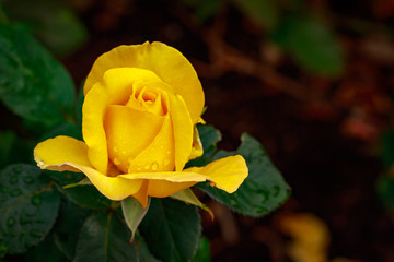 Fragrant Rose in Full Blossom