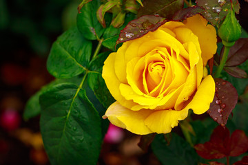 Fragrant Rose in Full Blossom