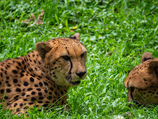 Cheetahs in a captive environment