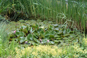 Japanese garden pond with water lily