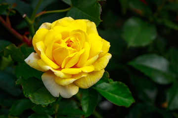 Fragrant Rose in Full Blossom