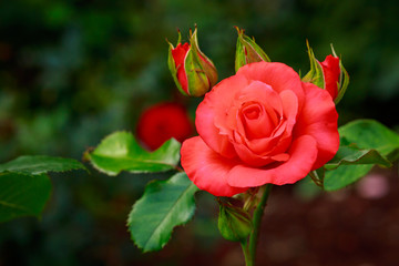 Fragrant Rose in Full Blossom