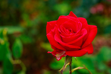 Fragrant Rose in Full Blossom