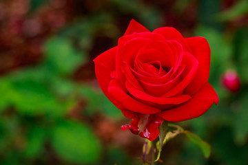 Fragrant Rose in Full Blossom