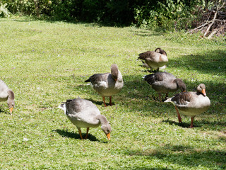 Anser anser | Une colonie d'oies cendrées broutant dans une prairie
