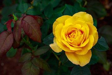 Fragrant Rose in Full Blossom