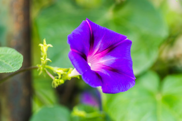 Calystegia sepium-Open purple flowers plants