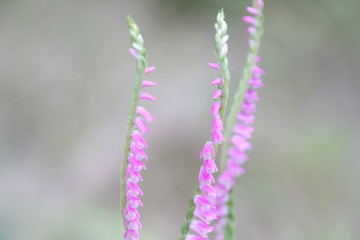 ネジバナ（ネジリバナ）