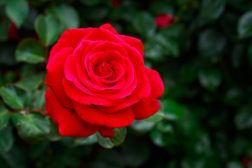 Fragrant Rose in Full Blossom
