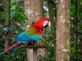 Red Macaw Colourful New World parrots