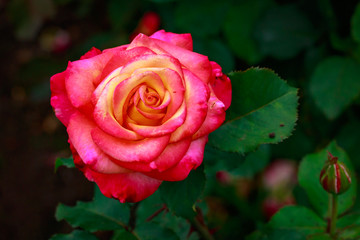 Fragrant Rose in Full Blossom