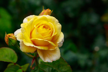 Fragrant Rose in Full Blossom