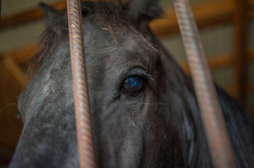 Horse at a farm in a stable behind bars.