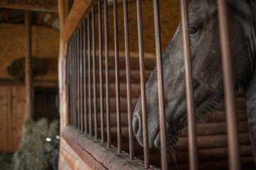 Horse at a farm in a stable behind bars.