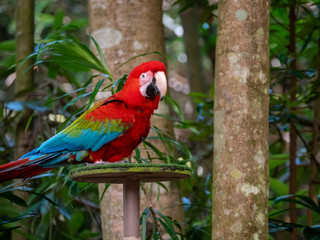 Red Macaw Colourful New World parrots
