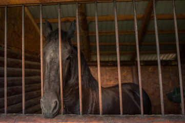 Horse at a farm in a stable behind bars.