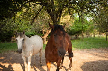 Horses at a farm on a sunny afternoon with trees.