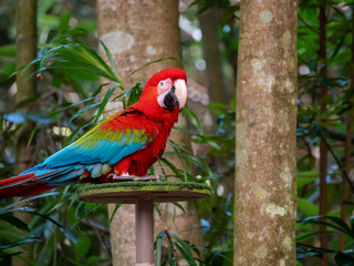 Red Macaw Colourful New World parrots