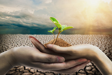 hands holding tree growing on cracked earth - Image
