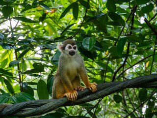 Naklejka na ściany i meble Common Squirrel monkey in rainforest habitat