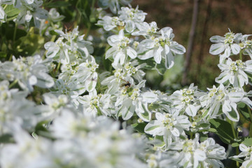  summer seasonal bright garden flowers