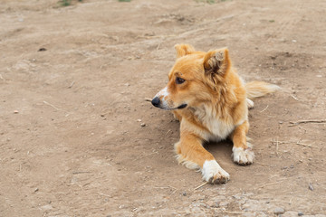 Lonely dog at the beach