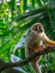 Common Squirrel monkey in rainforest habitat