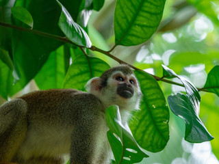 Common Squirrel monkey in rainforest habitat